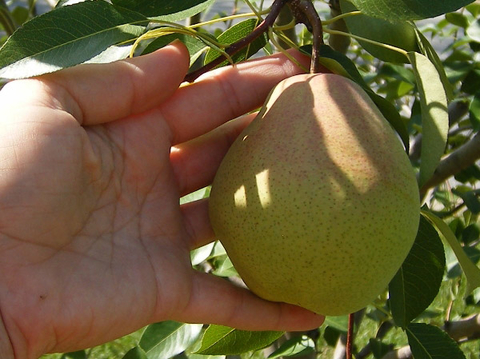 hand holding pear ready to pick from tree