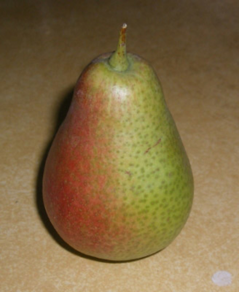 Red and green colored ripe Patten pear sitting on a surface