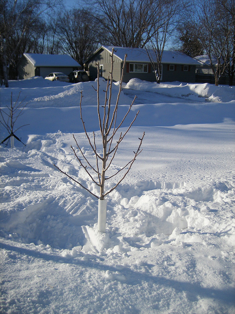 small tree in snow with tree guard around the trunk