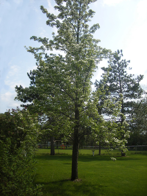 Full grown, tall pear tree on a green lawn in summer
