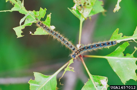 Two blue-black forest tent caterpillars on partially eaten leaves
