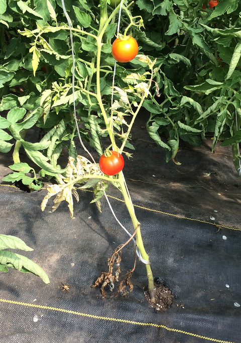 A tomato plant with wilting lower leaves.