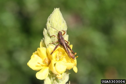 A dead grasshopper on a yellow flower. 
