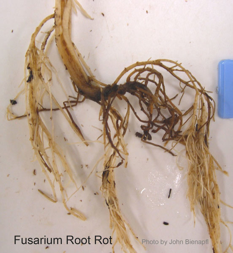 soybean root ball with decaying tap root and secondary roots growing above the root ball.