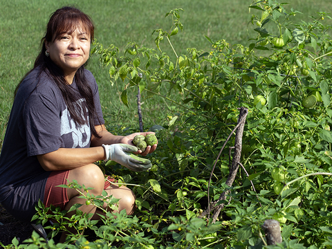 A person sits in a garden picking tomatillos from an abundant plant.
