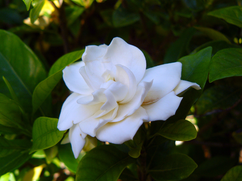 White gardenia flower on a bush.