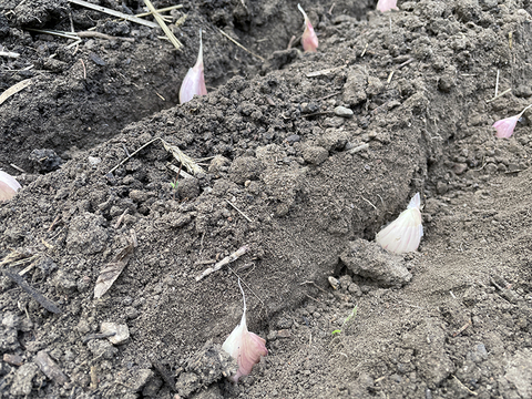 Garlic cloves laid into trenches in the soil. Individual cloves are spaced about 6 inches apart.