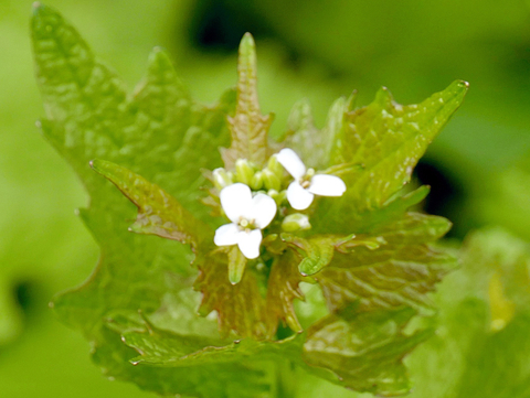 garlic mustard plant with small white flowers 