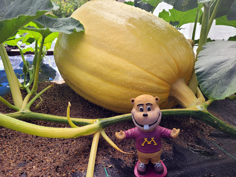 A light yellow pumpkin lies on a pile of sand on top of black landscape fabric. In front of the pumpkin stands the University of Minnesota mascot Goldy gopher with its arms outstretched to either side.