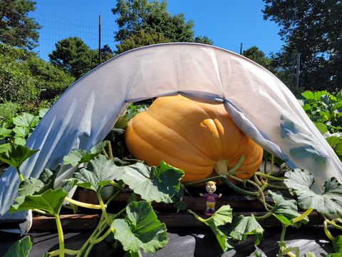 Bright orange pumpkin on a pallet covered in a white tent and surrounded by dark green vines.
