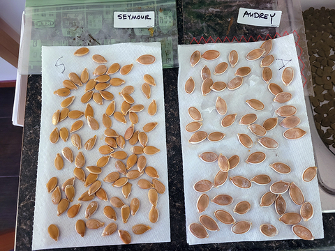 Medium and large seeds lying on white paper labeled Seymour and Audrey.