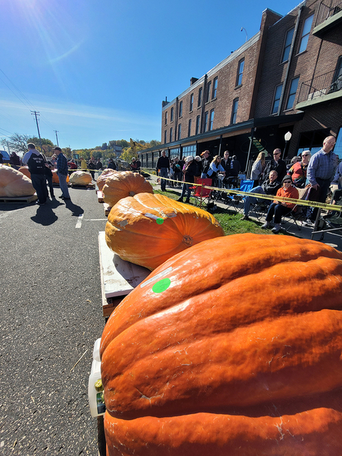 A row of giant orange pumpkins in a street with buildings in the background and people nearby.