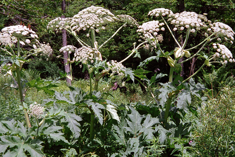Tall, white flowering giant hogweed plants 