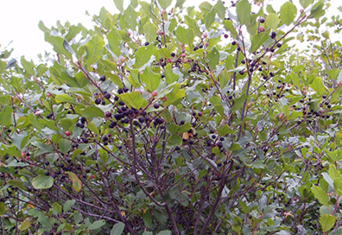 glossy buckthorn bush with black berries