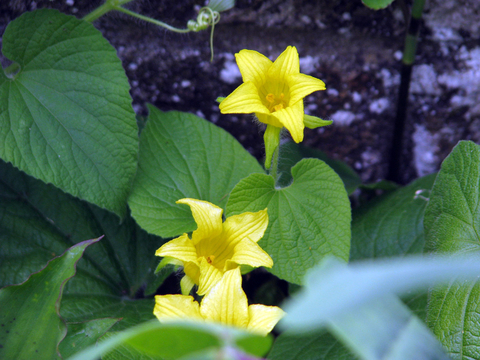Vining golden creeper gourd plant with yellow flowers.