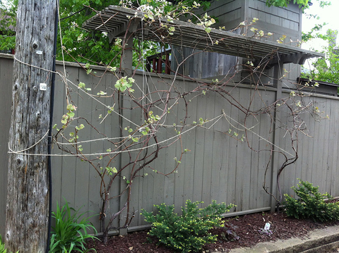 two grape vines growing on a trellis against a fence with other plants