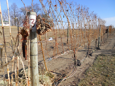 dried and brown grape vines attached to a long fence in a vineyard in fall