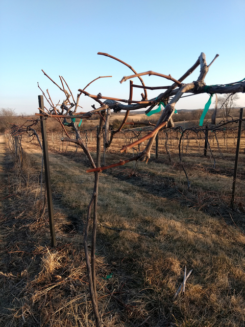 Recently pruned grapevines in a vineyard.