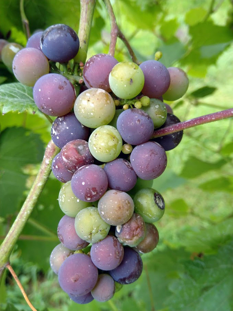 A bunch of green and red grapes on a vine.