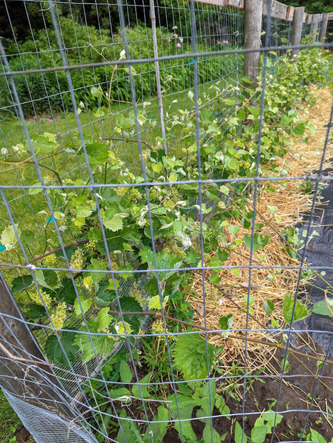 Grapevines growing in a garden with curled, yellowing leaves.