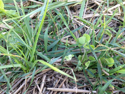 Grass and clover growing in a straw-covered patch of farm field.