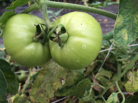 Healthy green tomatoes with white rings or halos on the fruit