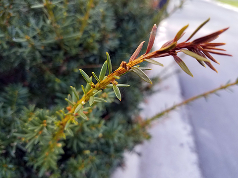 Branch with brown tip and green buds and turning greener closer to the plant.