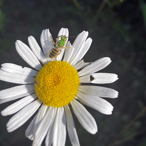 Green sweat bee and another, small bee on a daisy.