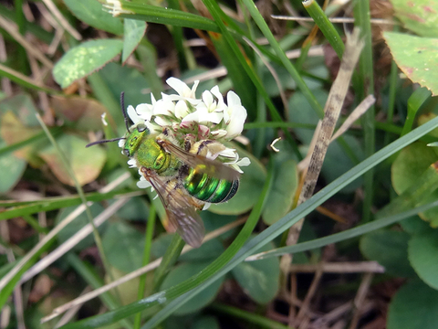 Bee with a green head and body on a clover.