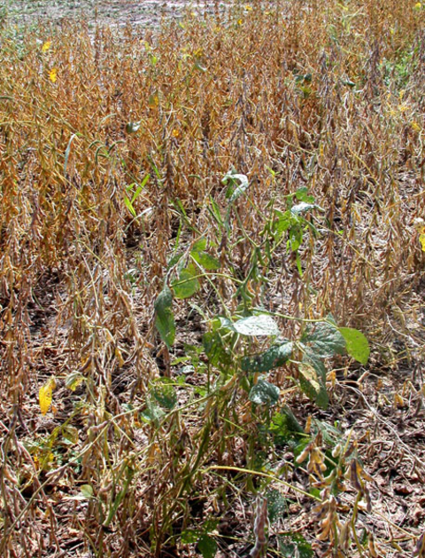 one green soybean plant among many brown mature soybean plants.