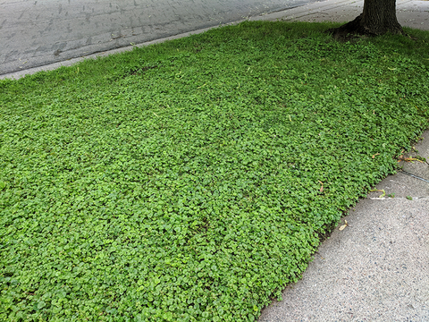 A median between a sidewalk and a road consisting entirely of ground ivy foliage with rounded scalloped-edge leaves.