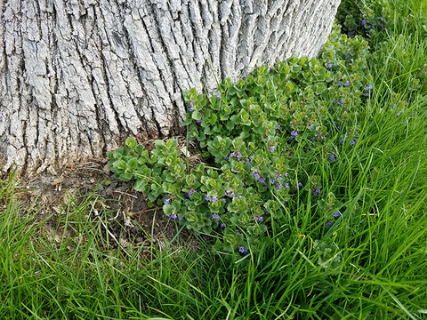 Scalloped-edge, rounded leaf, green leaves grow in a mat at the base of a tree and are dotted with small tubular light purple flowers.