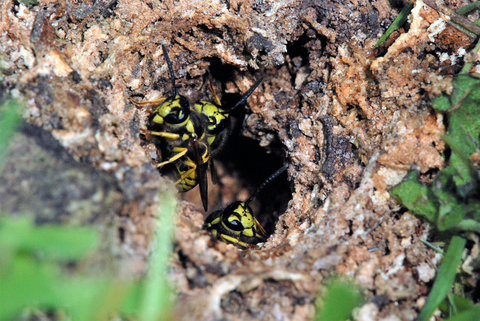 Three wasps crawling out of a whole in the dirt.
