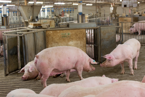 two sows facing each other in group housing area.