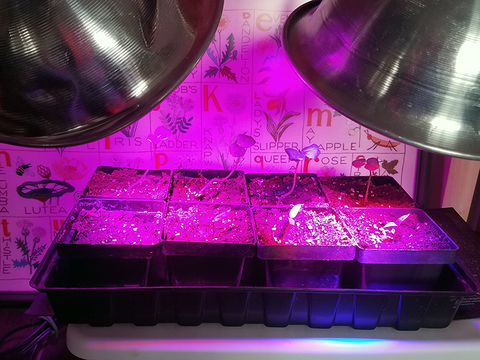 Small seedlings are growing in 2x2 pots under grow lights.