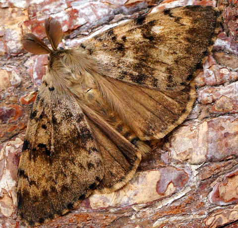 Gypsy moth. 