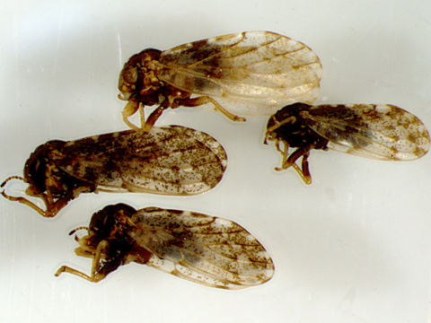 Four hackberry psyllid specimens with mottled brownish wings with small black and white spots.
