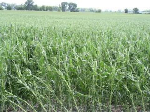 Soybean Hail Damage Chart