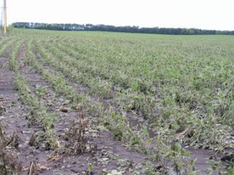 soybean crop with shredded leaves caused by hail.