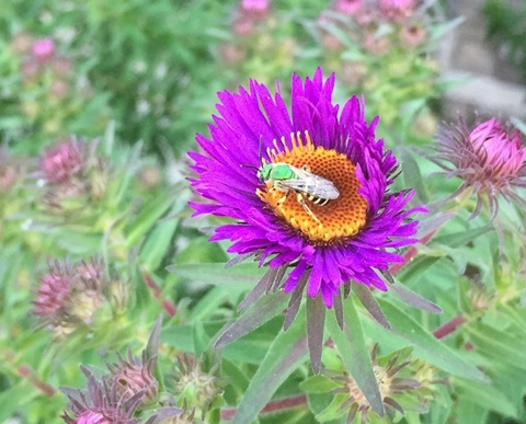Halictid bee feeding on a purple aster