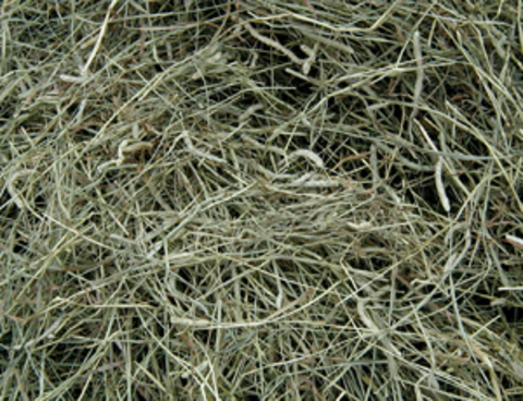 Mature grass hay