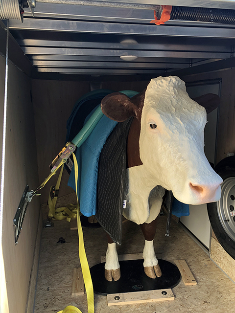 Full-sized model of a cow in a trailer with harness attached to keep it from moving.