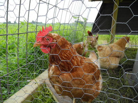 Four hens outdoors.