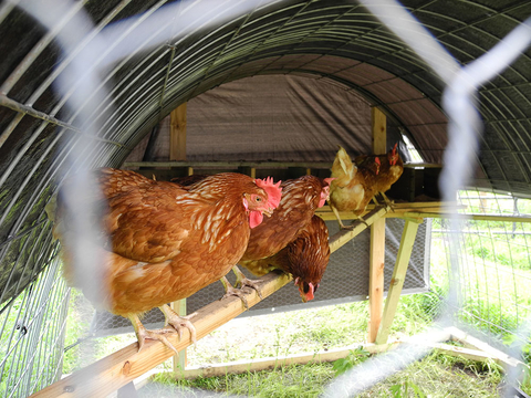 Hens roosting in a small coop.