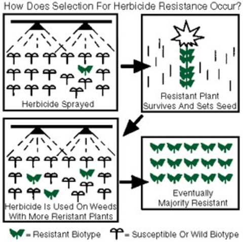 herbicide-resistant biotype