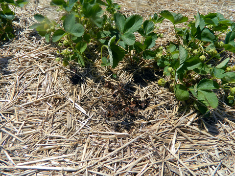 A weed treated with herbicide is brown and dead next to green strawberry plants surrounded by straw mulch.