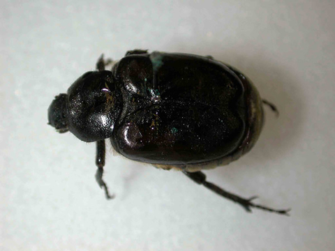 A shiny black beetle with visible legs