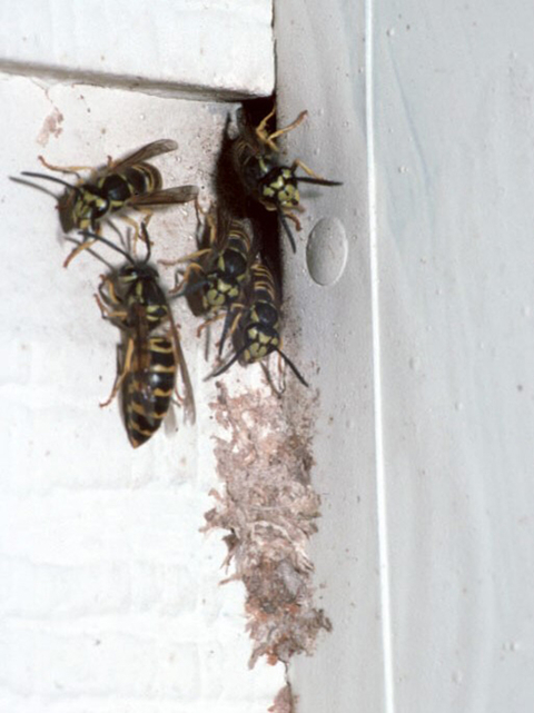 A group of wasps on the side of a house crawling in and out of a gap between the siding and inside corner.