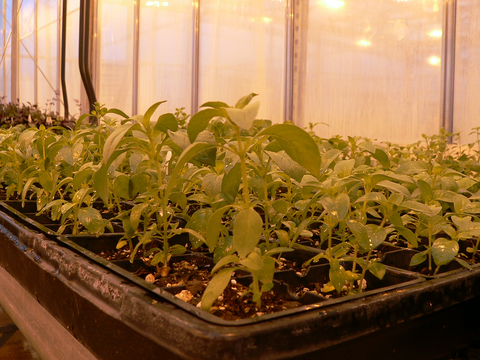 Seedlings in flats under orange lighting.