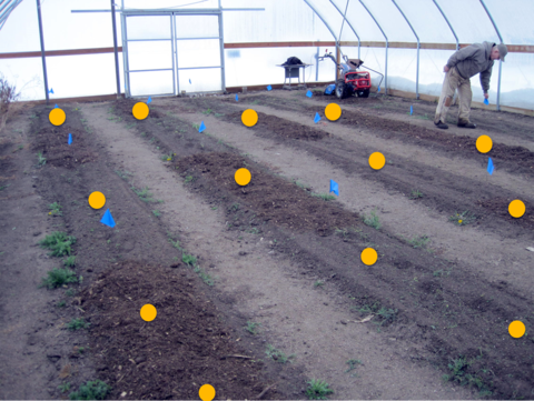 Tilled rows of soil in a high tunnel with yellow circles marking where to take a soil sample.